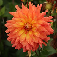 Titan Lighthouse (Spectra) Dahlia Tuber