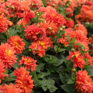 Titan Lighthouse (Spectra) Dahlia Knöl