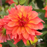 Titan Lighthouse (Spectra) Dahlia Knöl