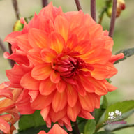Titan Lighthouse (Spectra) Dahlia Knöl