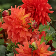 Titan Lighthouse (Spectra) Dahlia Tuber