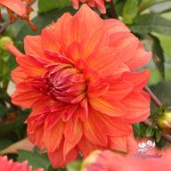 Titan Lighthouse (Spectra) Dahlia Knöl