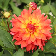 Titan Lighthouse (Spectra) Dahlia Knöl