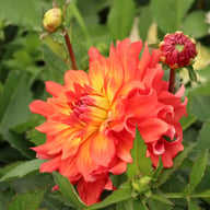 Titan Lighthouse (Spectra) Dahlia Knöl