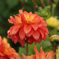 Titan Lighthouse (Spectra) Dahlia Tuber