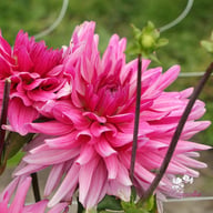 Titan Magenta Dahlia Tuber
