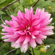 Titan Magenta Dahlia Tuber