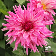 Titan Magenta Dahlia Tuber