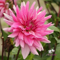 Titan Magenta Dahlia Tuber