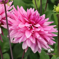 Titan Magenta Dahlia Tuber