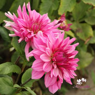 Titan Magenta Dahlia Tuber