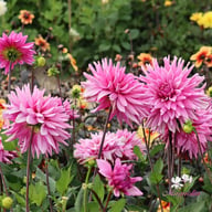Titan Magenta Dahlia Tuber