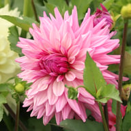 Titan Magenta Dahlia Tuber