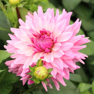 Titan Magenta Dahlia Tuber