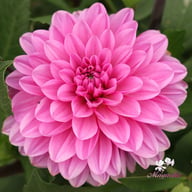 Toledo Dahlia Knöl