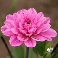 Toledo Dahlia Knöl