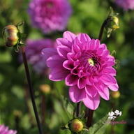 Toledo Dahlia Knöl