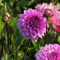 Toledo Dahlia Knöl