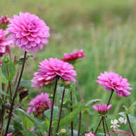 Toledo Dahlia Knöl