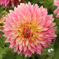 Tom Pouce (Tompoes) Dahlia Knöl