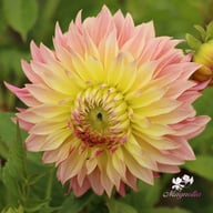 Tom Pouce (Tompoes) Dahlia Knöl