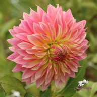 Tom Pouce (Tompoes) Dahlia Knöl