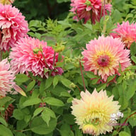 Tom Pouce (Tompoes) Dahlia Knöl
