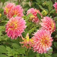 Tom Pouce (Tompoes) Dahlia Knöl