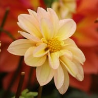 Topmix Apricot Dahlia Tuber