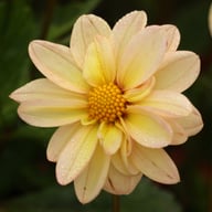 Topmix Apricot Dahlia Tuber