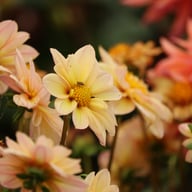 Topmix Apricot Dahlia Tuber