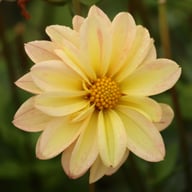 Topmix Apricot Dahlia Tuber