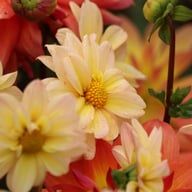 Topmix Apricot Dahlia Tuber