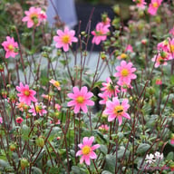 Topmix Pink Dahlia Tuber