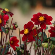 Topmix Purple Dahlia Tuber