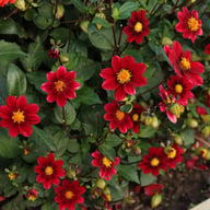 Topmix Purple Dahlia Tuber