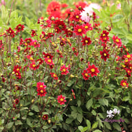 Topmix Purple Dahlia Tuber