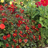 Topmix Purple Dahlia Tuber