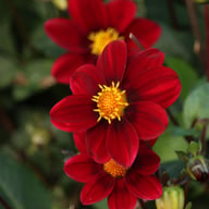 Topmix Purple Dahlia Tuber