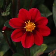 Topmix Purple Dahlia Tuber
