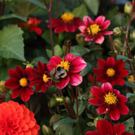 Topmix Purple Dahlia Tuber