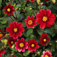 Topmix Purple Dahlia Tuber