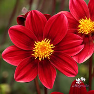 Topmix Purple Dahlia Tuber