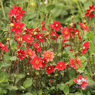 Topmix Red Dahlia Tuber