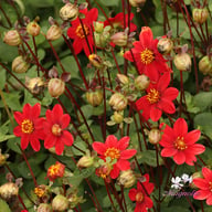 Topmix Red Dahlia Tuber