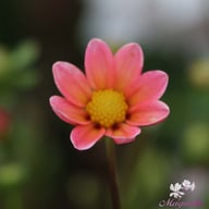 Topmix Salmon Dahlia Tuber
