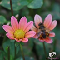Topmix Salmon Dahlia Tuber