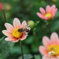 Topmix Salmon Dahlia Tuber