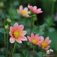 Topmix Salmon Dahlia Tuber