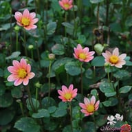 Topmix Salmon Dahlia Tuber